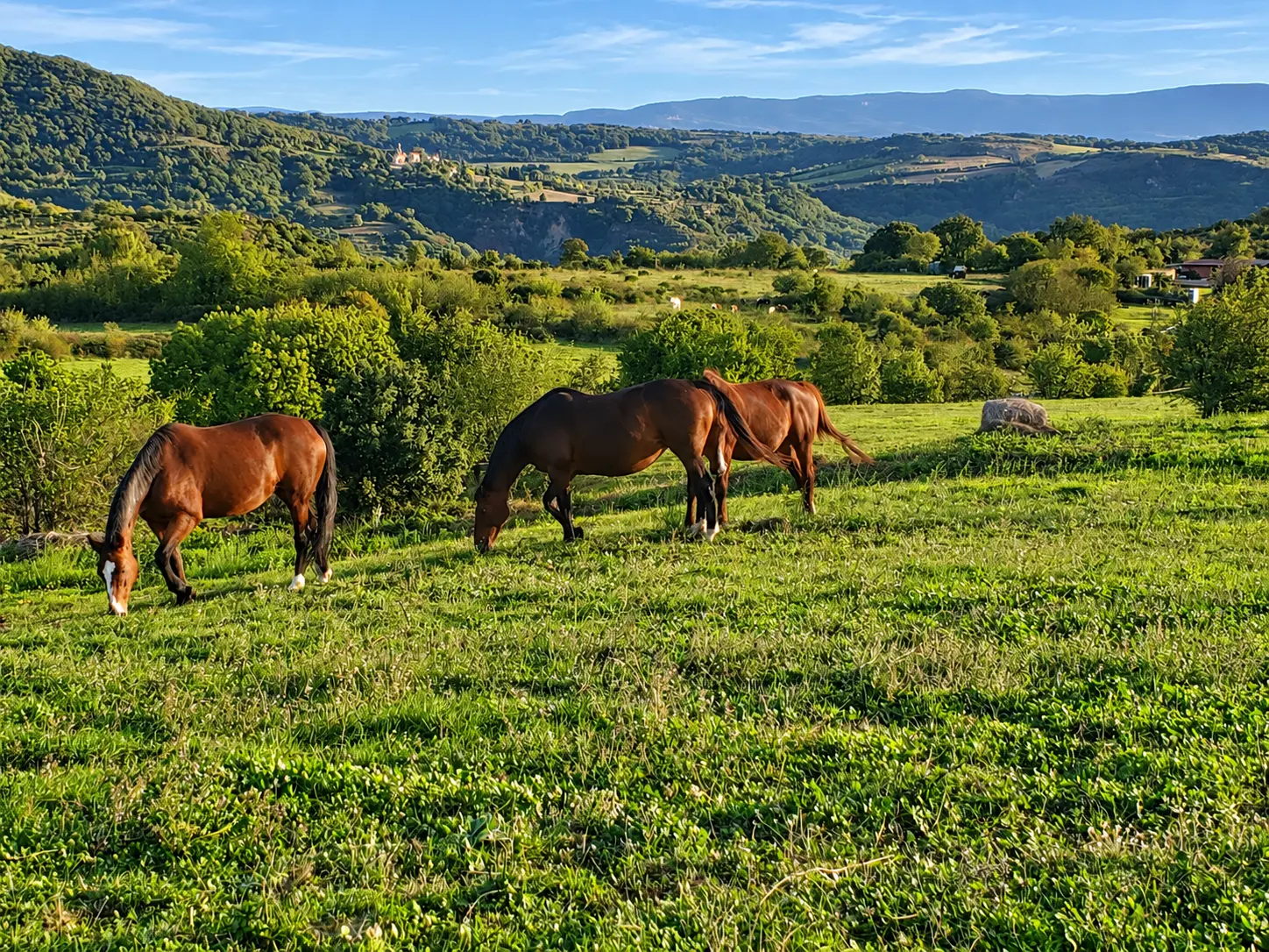 Trois chevaux broutant dans une prairie verdoyante au pied des collines